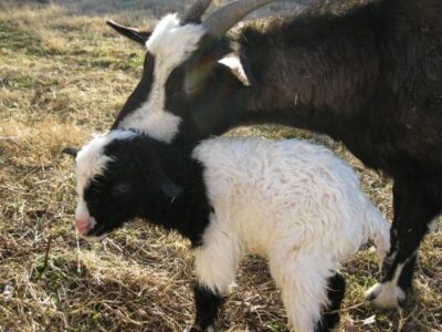 Baby Goats Image